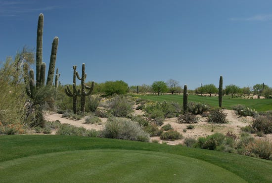 desert-forest-no-5