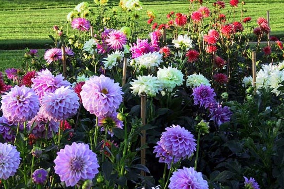 Guadalupe River Park and Gardens: San Jose Attractions Review - 10Best