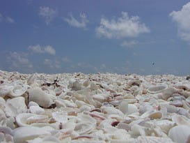 Sanibel Island a Sheller's Paradise