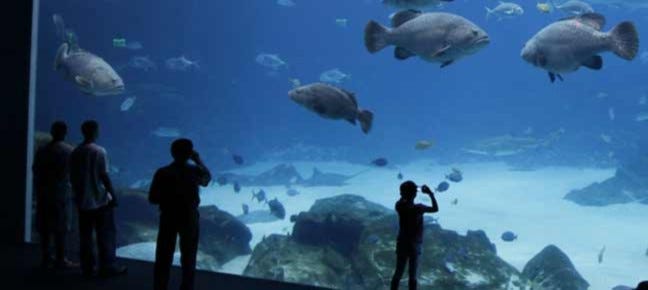 Best Aquariums