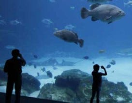 Best Aquariums
