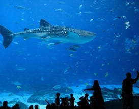 Georgia Aquarium, Atlanta