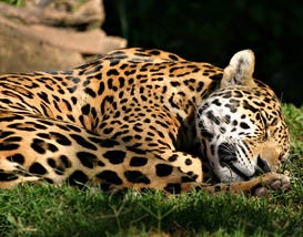 Oklahoma City Zoo