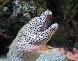 Shedd Aquarium, Chicago