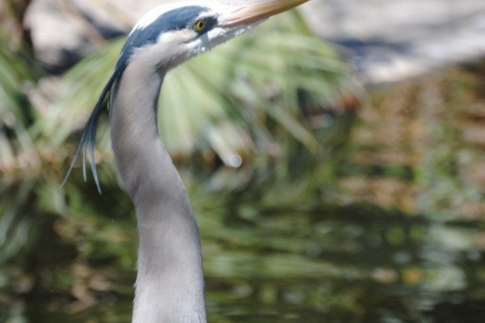 Flamingo Gardens: Fort Lauderdale Attractions Review - 10Best Experts