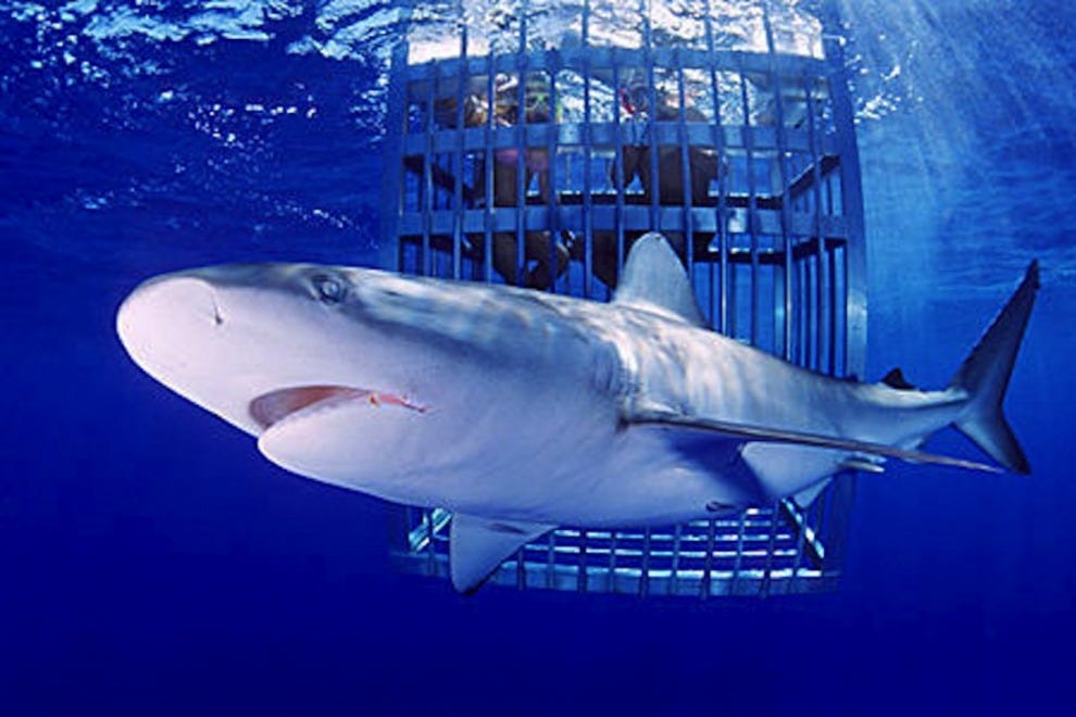 Honolulu Scuba Diving and Snorkeling 10Best Hawaii Scuba Reviews