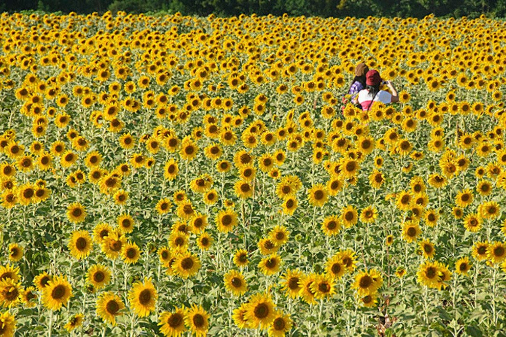 10Best Day Trip Sunflower Heaven in Saraburi, a Divine Bangkok Escape