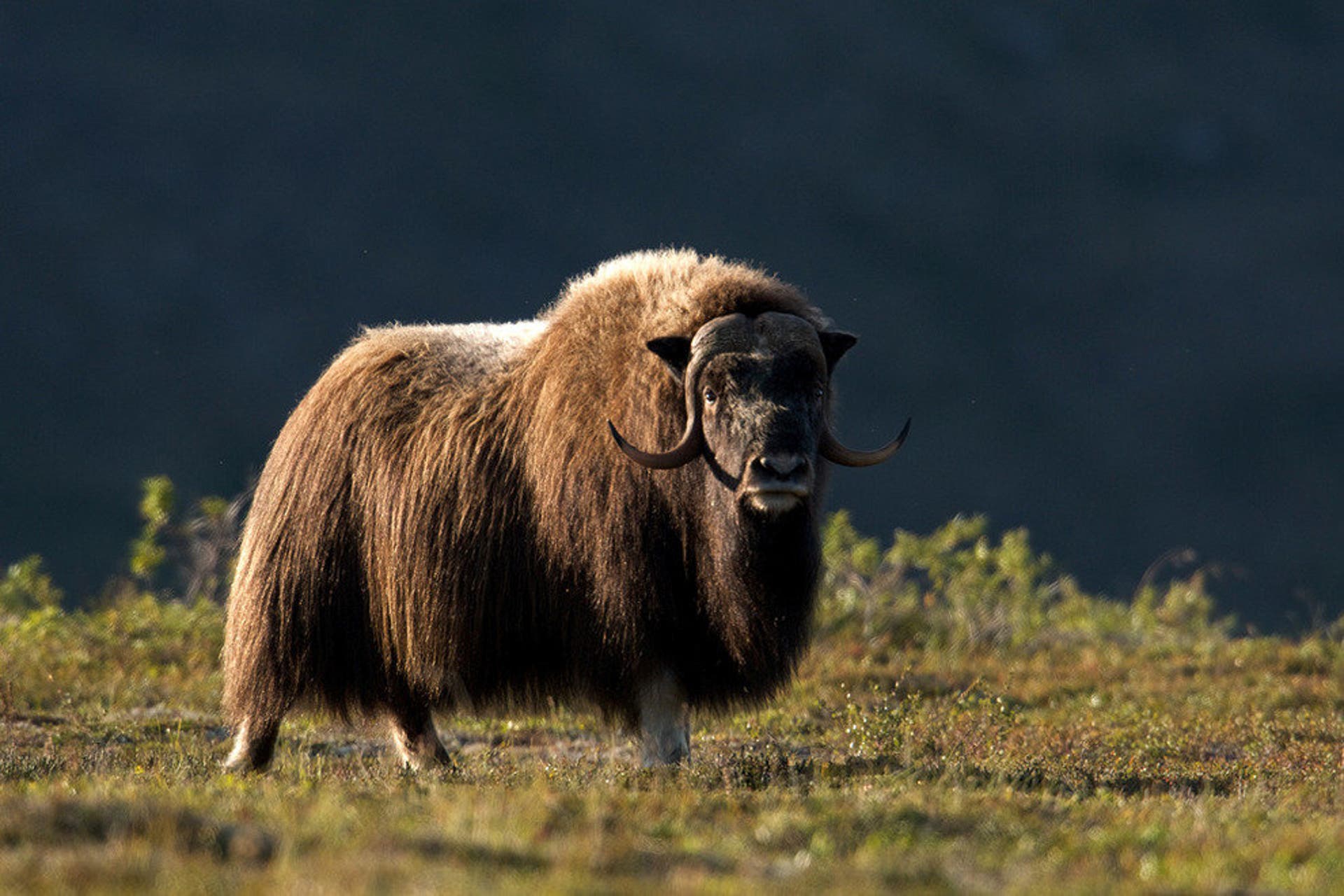 Alaska Creatures Amazing Animals of Alaska