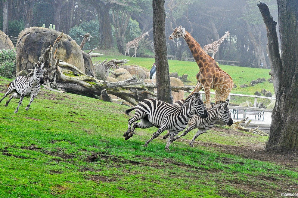 San Francisco Zoo Keeps Wild Animals Wild