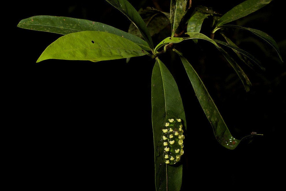 The Night Tour Costa Rica Nightlife Review 10Best Experts and