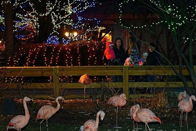 Christmas at the Zoo is one of the very best things to do in Indianapolis