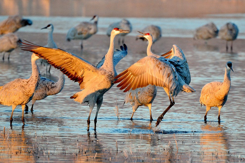Best Birdwatching Winners (2014) USA TODAY 10Best