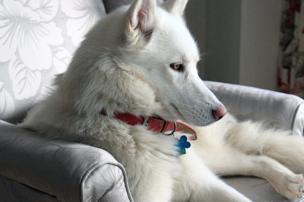 Toronto Pet Friendly Hotels in Toronto, ON Pet Friendly Hotel Reviews