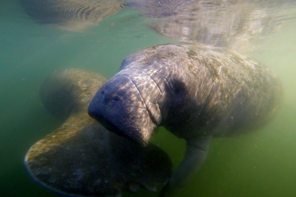 Swim with the Manatees, Walk with the Ancients