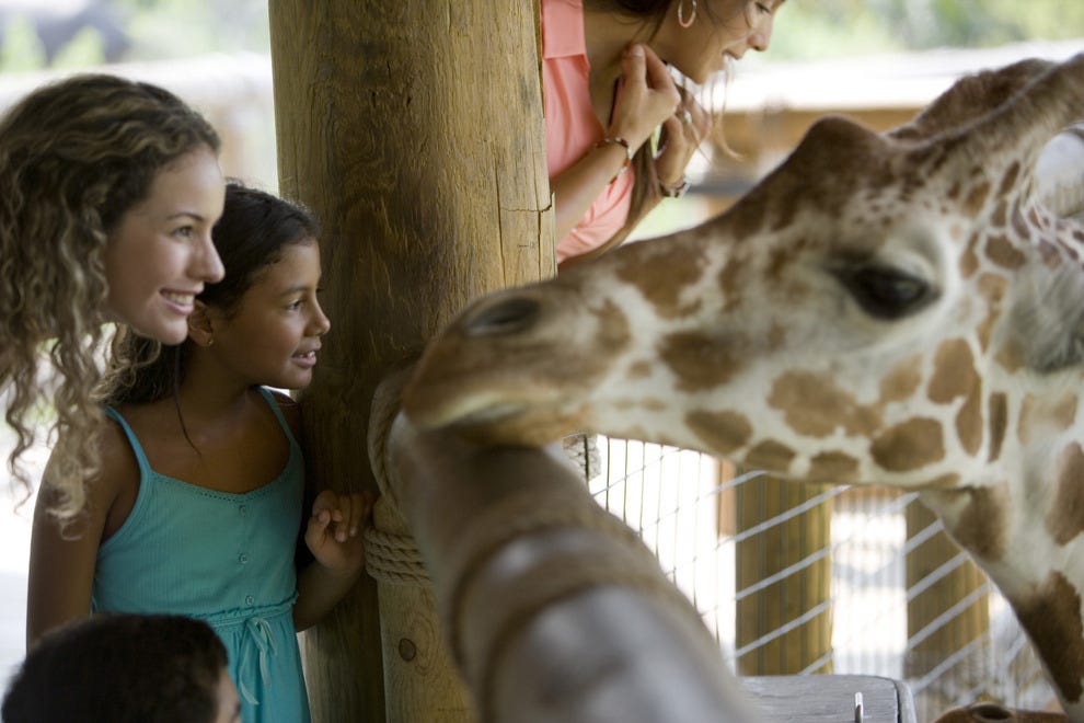 Are zoos a good idea. Safari friends Kids Zoo. Child wants to go to the Zoo.