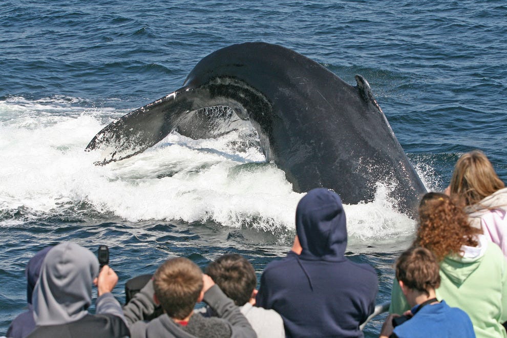 Stellwagen Bank National Marine Sanctuary