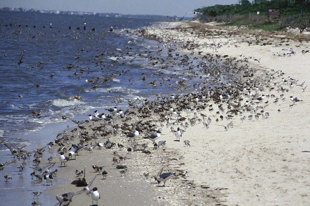 Best Place for Birding Winners (2016) | USA TODAY 10Best