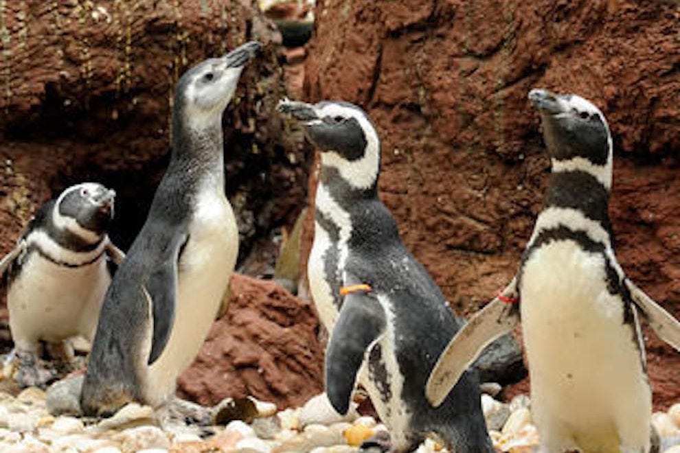 Bronx Zoo: New York Attractions Review - 10Best Experts and Tourist Reviews