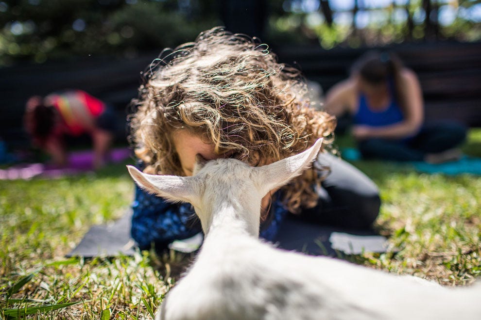 Here Are 10 Places Where You Can Do Yoga With Goats