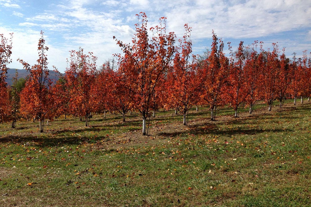 Best Apple Orchard Winners (2017) USA TODAY 10Best