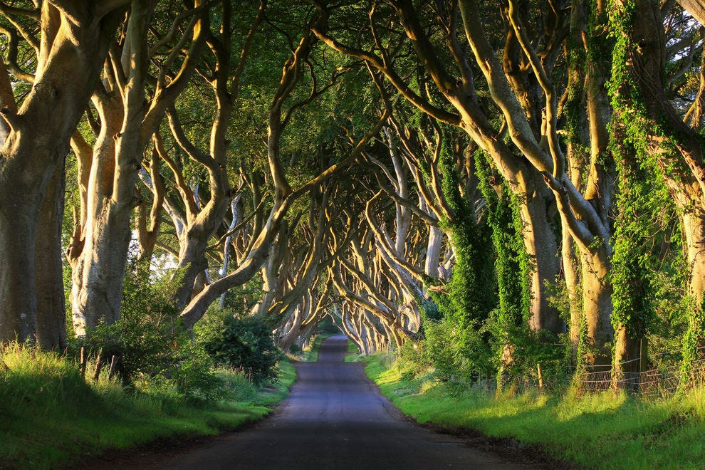 Here are 10 enchanting tree tunnels (and where to find them)