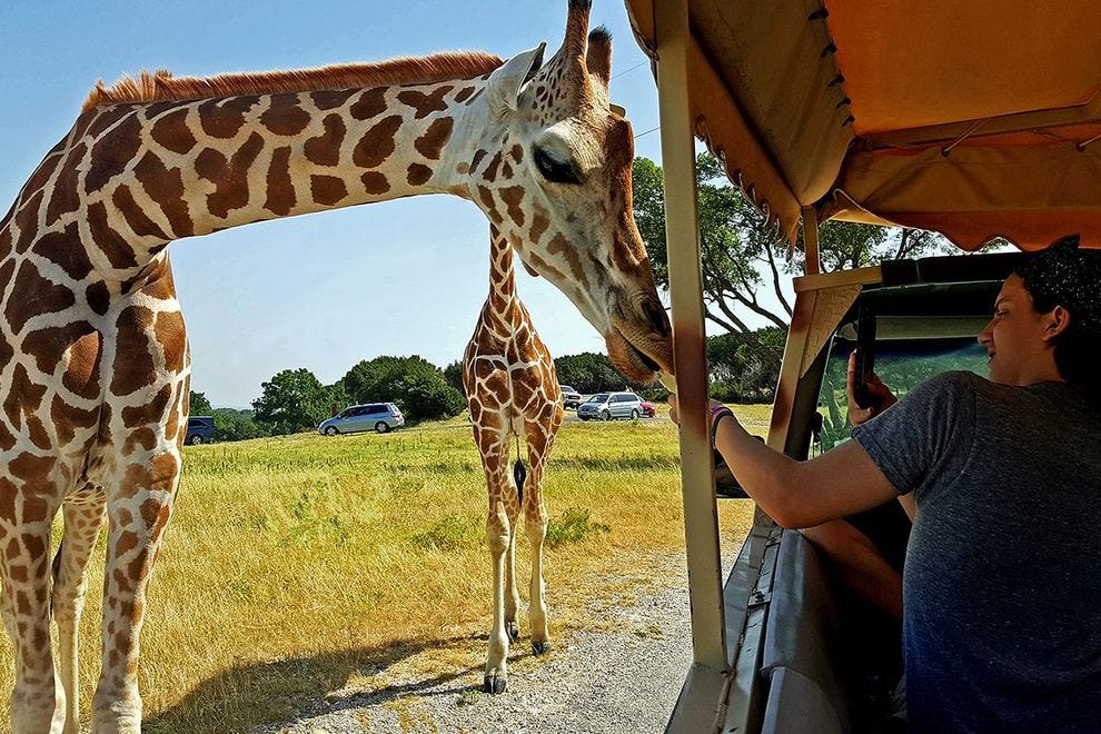 Fossil Rim Wildlife Center Dallas Attractions Review 10best