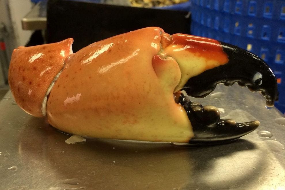 Best Stone Crab In Florida Winners 19 Usa Today 10best