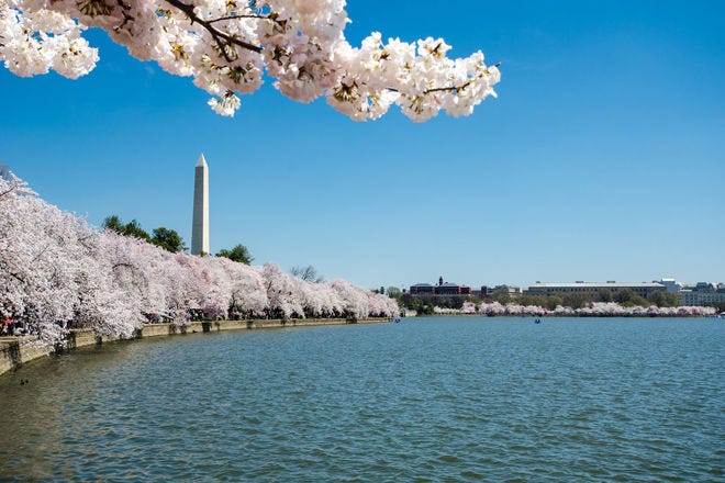 Where to Eat - National Cherry Blossom Festival