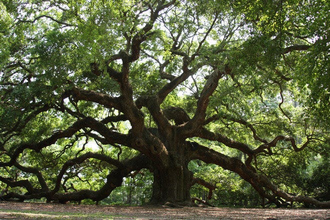 Angel Oak Is One Of The Very Best Things To Do In Charleston