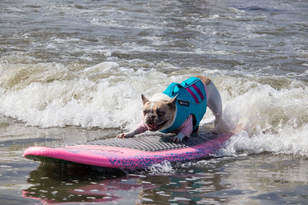 Cherie the Surf Dog