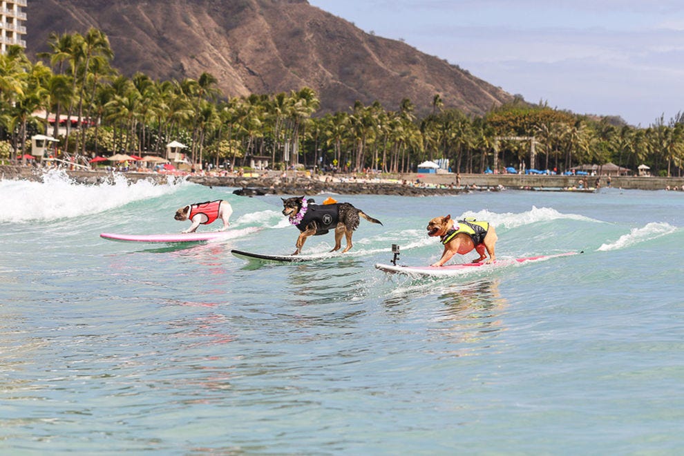 3 dogs take to the waves at Duke's OceanFest