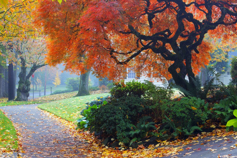 Vote Portland Best Destination For Fall Foliage Nominee 2019 