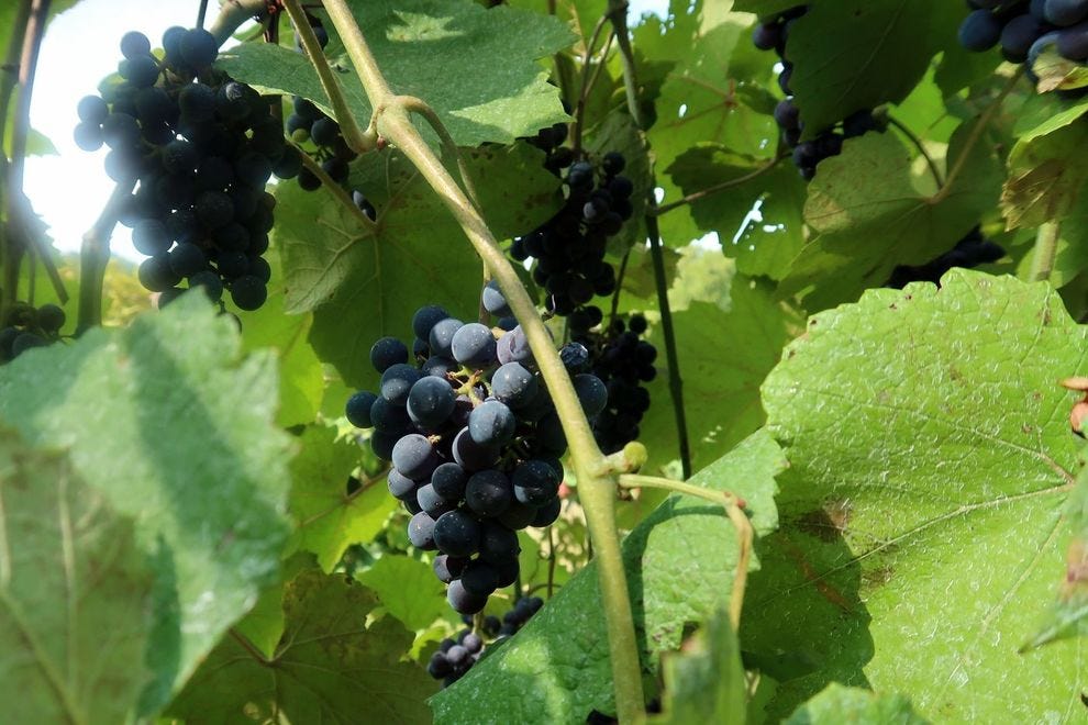 Norton grapes, like these at Stone Hill Winery, are Missouri's official state grape and are used in producing the state's signature norton red wines