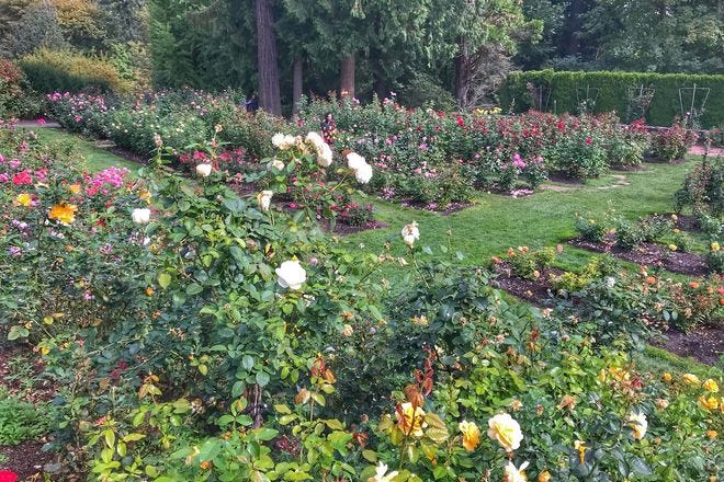 International Rose Test Gardens is one of the very best things to