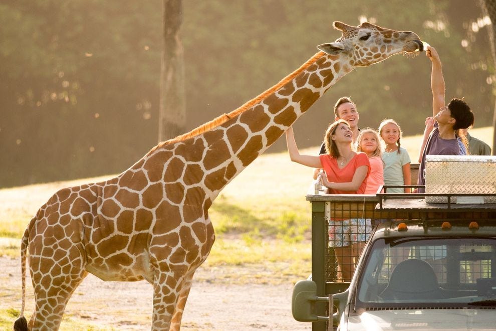 Vote - Busch Gardens Tampa Bay - Best Safari Park Nominee: 2020 10Best