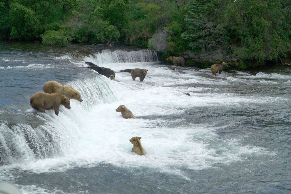 Brown bears can be seen fishing at Brooks Falls in Alaska