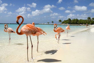 Experience the island of Aruba through these beautiful photos