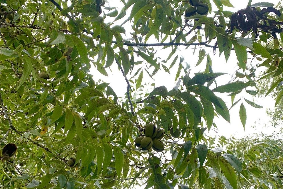 You can go pecan picking in San Saba, Texas