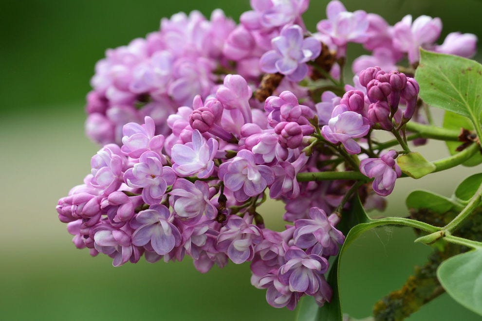 Purple lilac