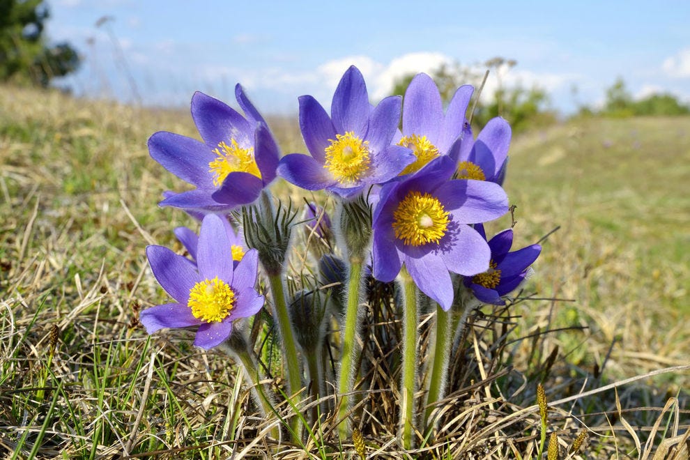 here-are-the-official-state-flowers-of-all-50-states-plus-d-c