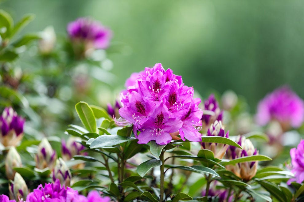 Pacific rhododendron