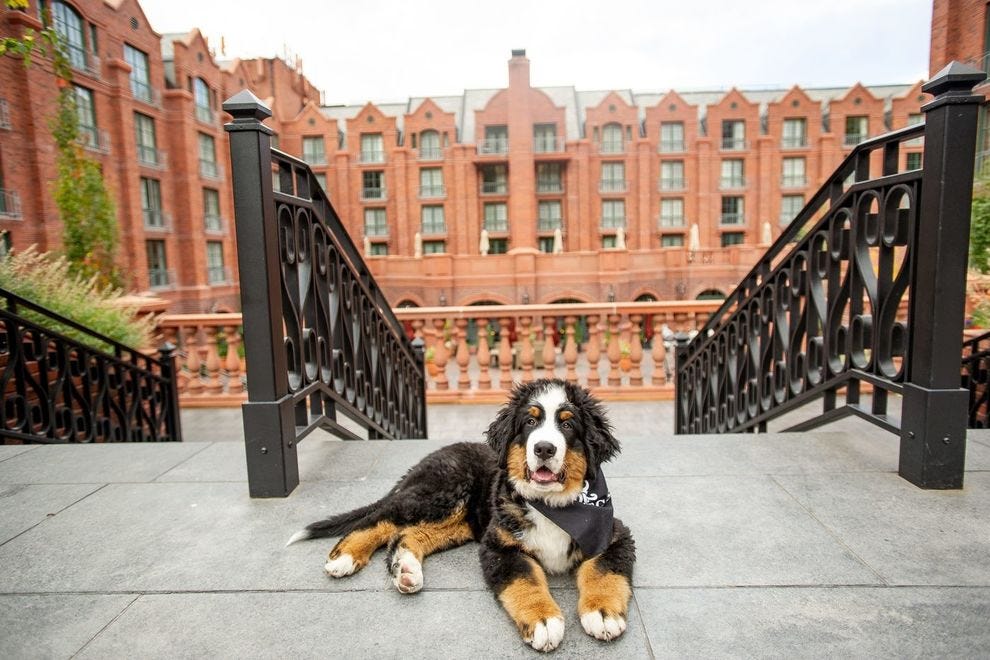 Best Pet Friendly Hotel Winners (2020) USA TODAY 10Best