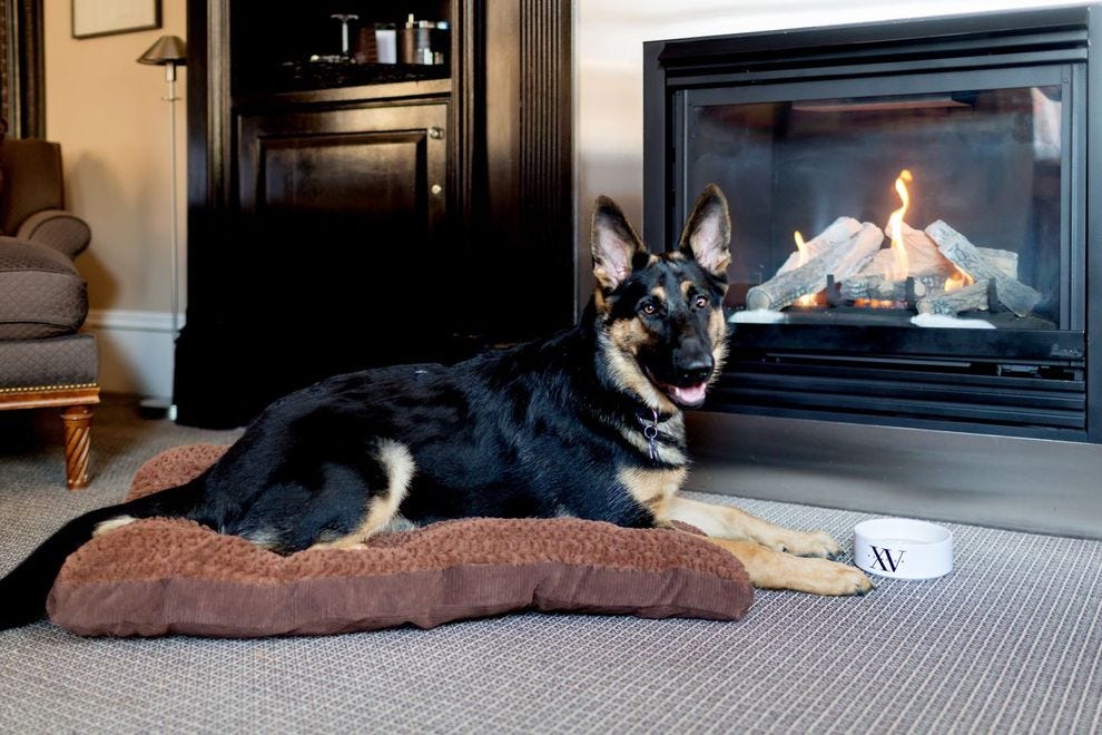 Best Pet Friendly Hotel Winners (2020) USA TODAY 10Best