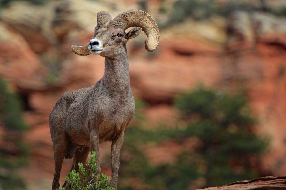 A bighorn ram on a cliff at Zion National Park