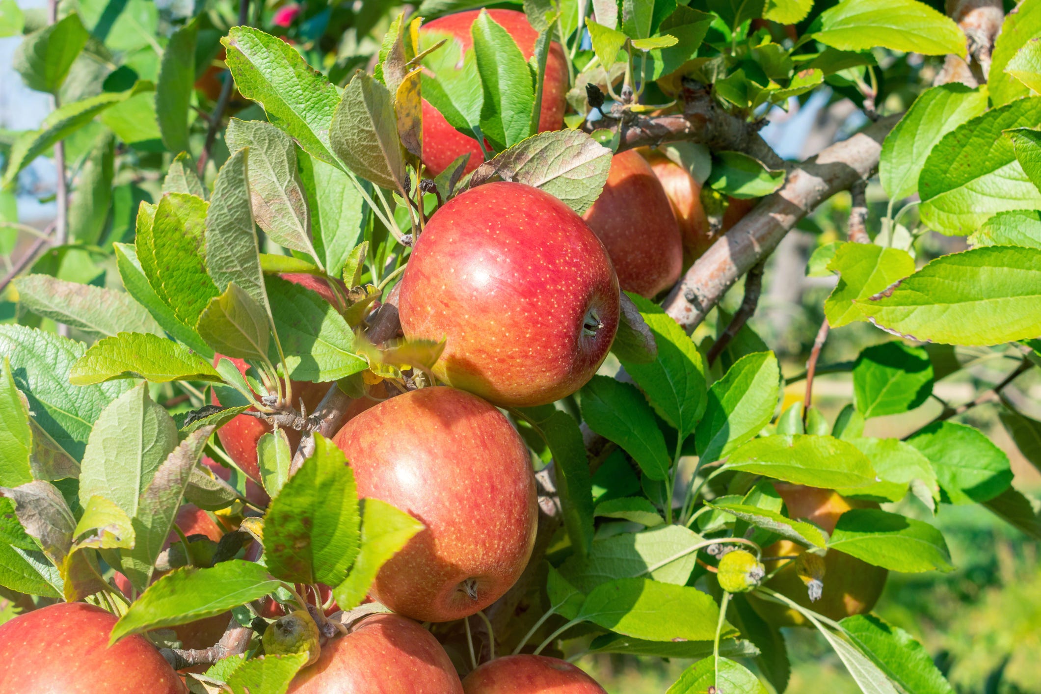 Vote Weston's Antique Apples Best Apple Orchard Nominee 2021