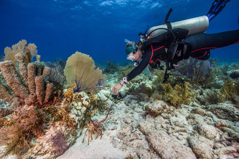 Diver exploring a reef