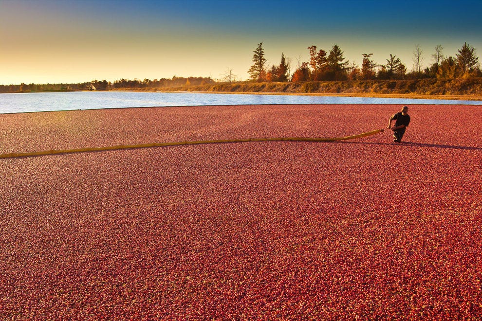 Wisconsin's cranberry harvest is quite possibly one of the most beautiful harvests to witness in the United States