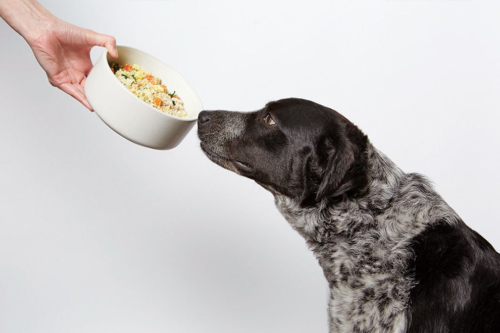 Best Online Pet Supplies Winners (2020) USA TODAY 10Best