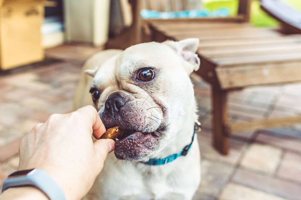 Vote Olive Green Dog Best Online Pet Supplies Nominee 2020 10Best