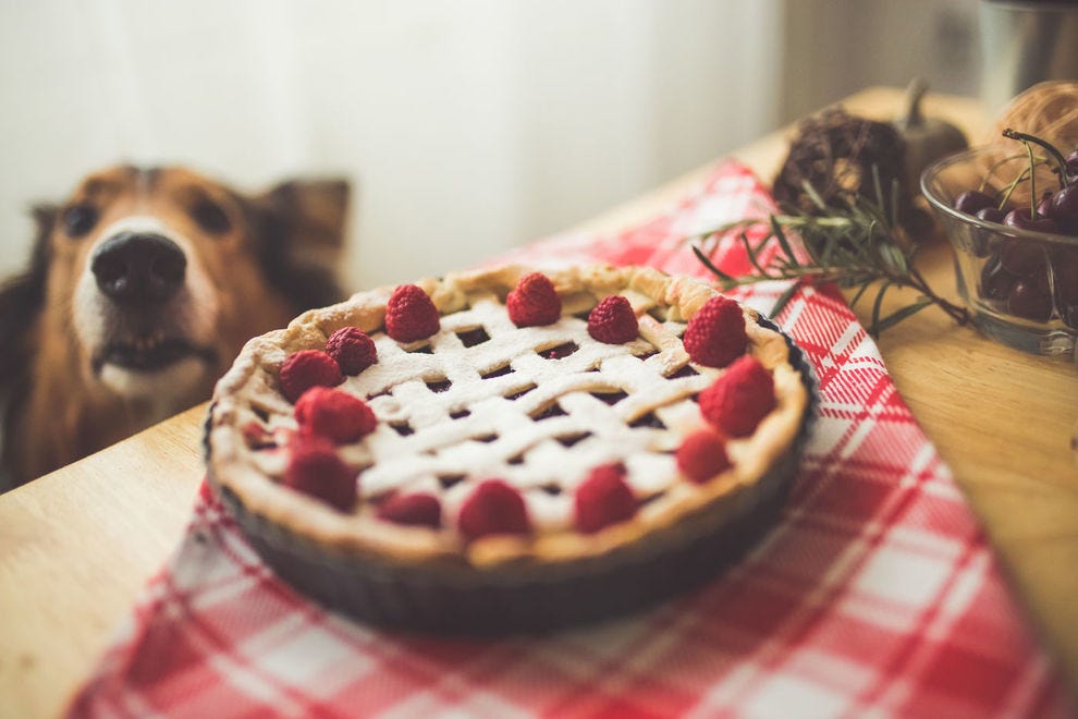 Dog sniffing delicious pie